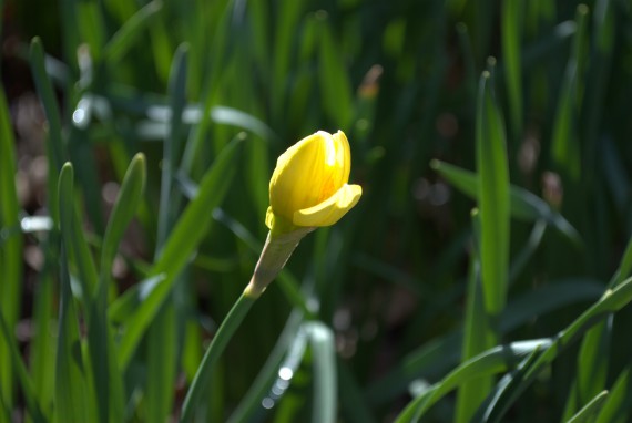 budding daffodil, Gibbs Gardens