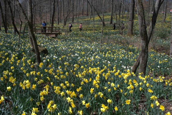 daffodils at Gibbs Gardens