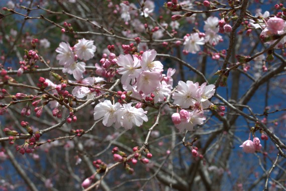 flowering tree in downtown Ball Ground