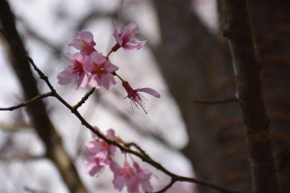 detail shot of cherry blossoms