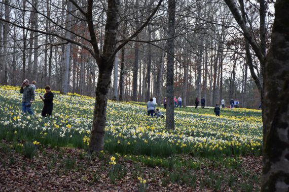 wide shot of daffodils all over a hill