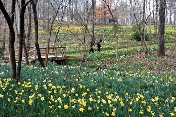 daffodils in the foreground extending all the way back to the horizon up a hill