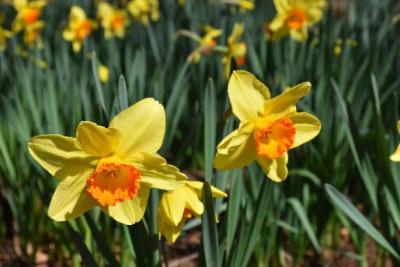 closeup of two daffodils with other daffodils behind them