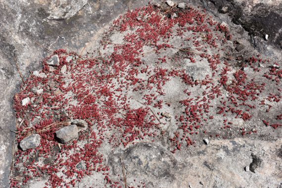 a wide shot of odd red plants inside a rocky crater