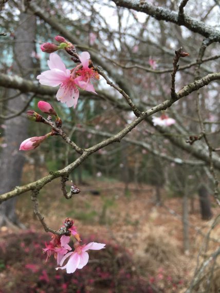 cherry blossoms