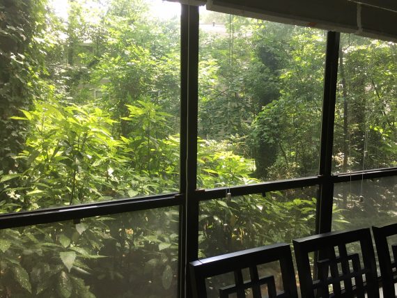 View of a forest through three tall windows